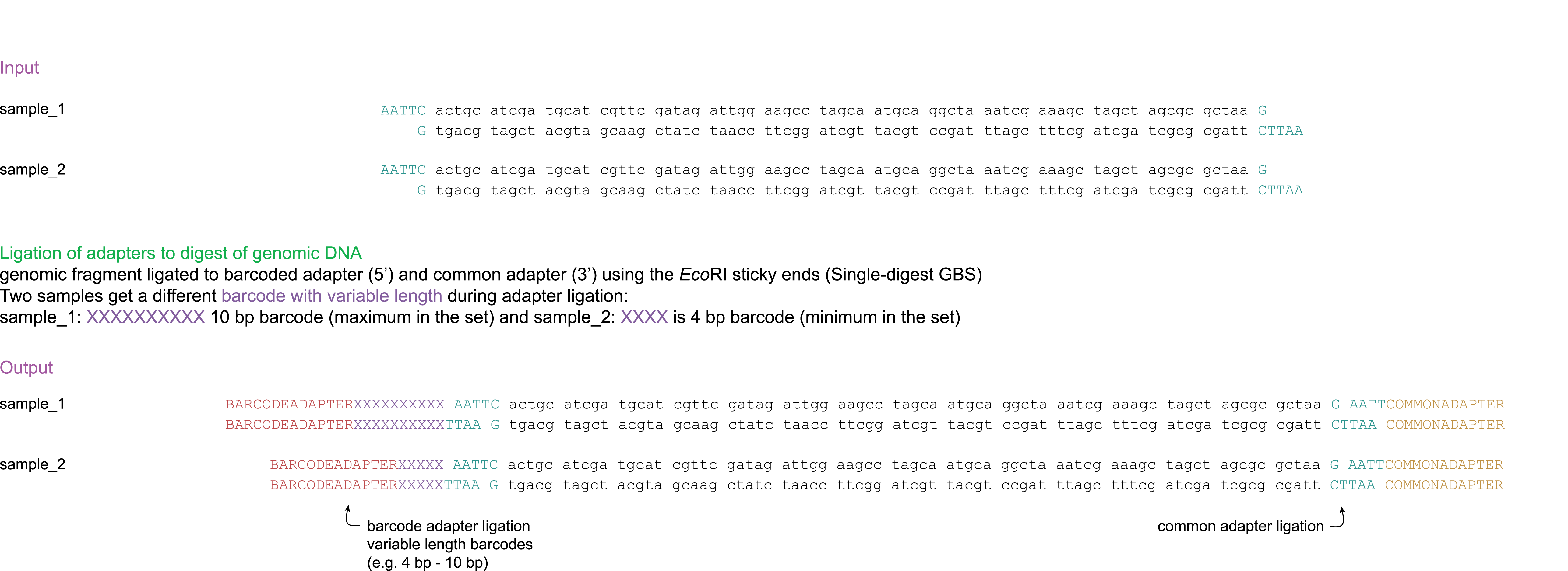 _images/B_ligation.png