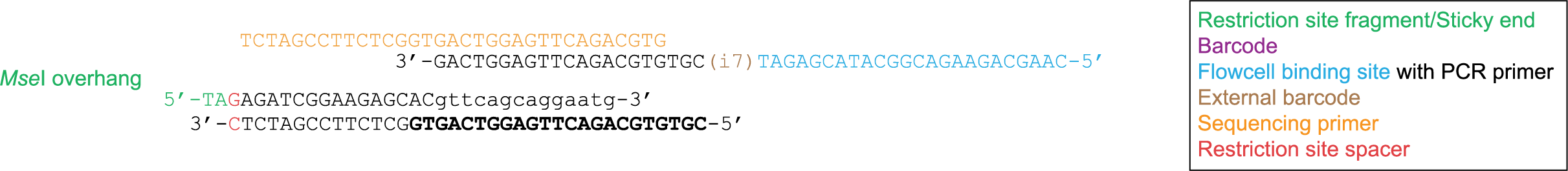 _images/MseI_res_site_spacer.png