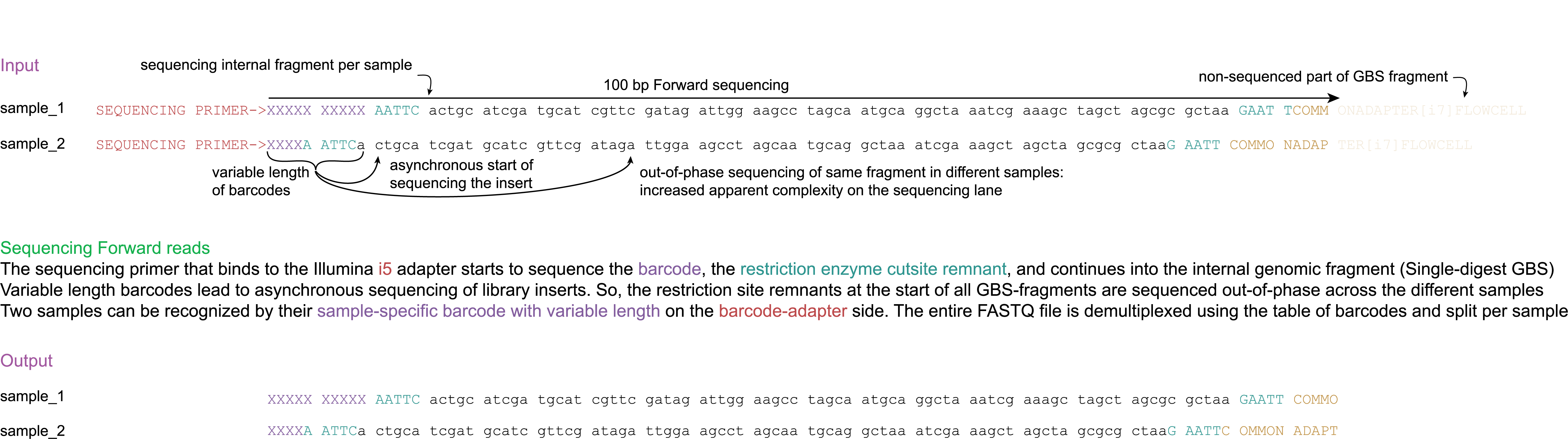 _images/E_sequencing_Forward_100bp.png
