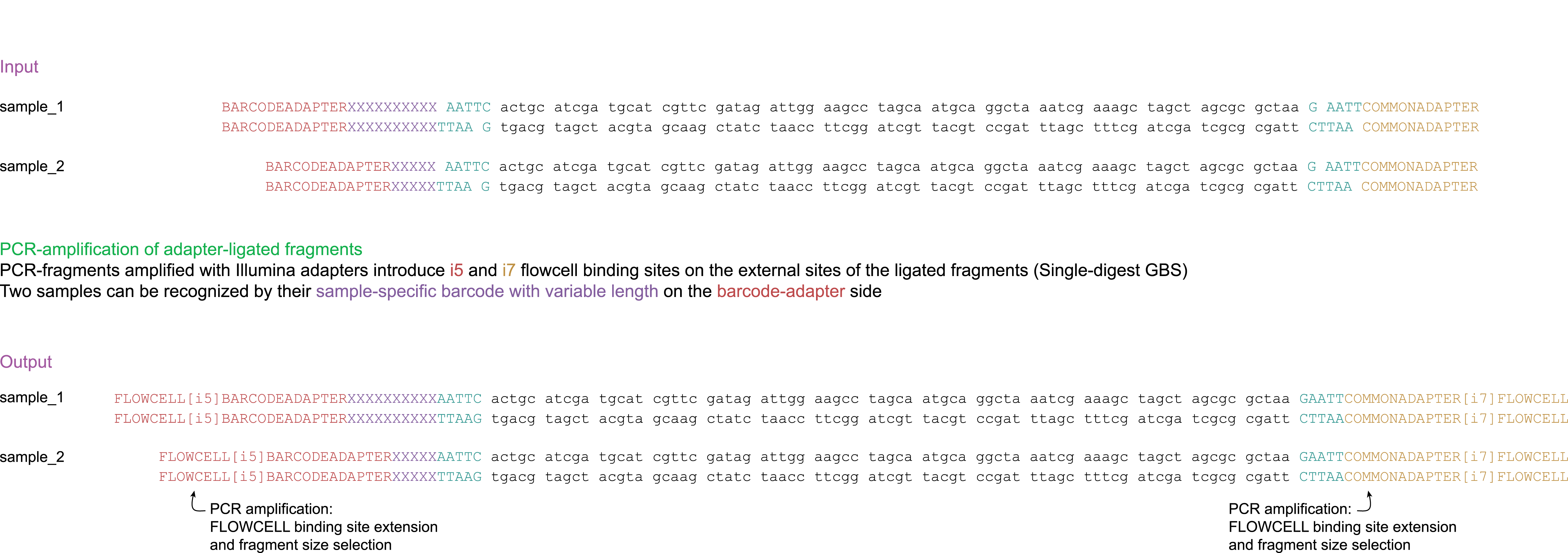 _images/C_PCR_amplification.png