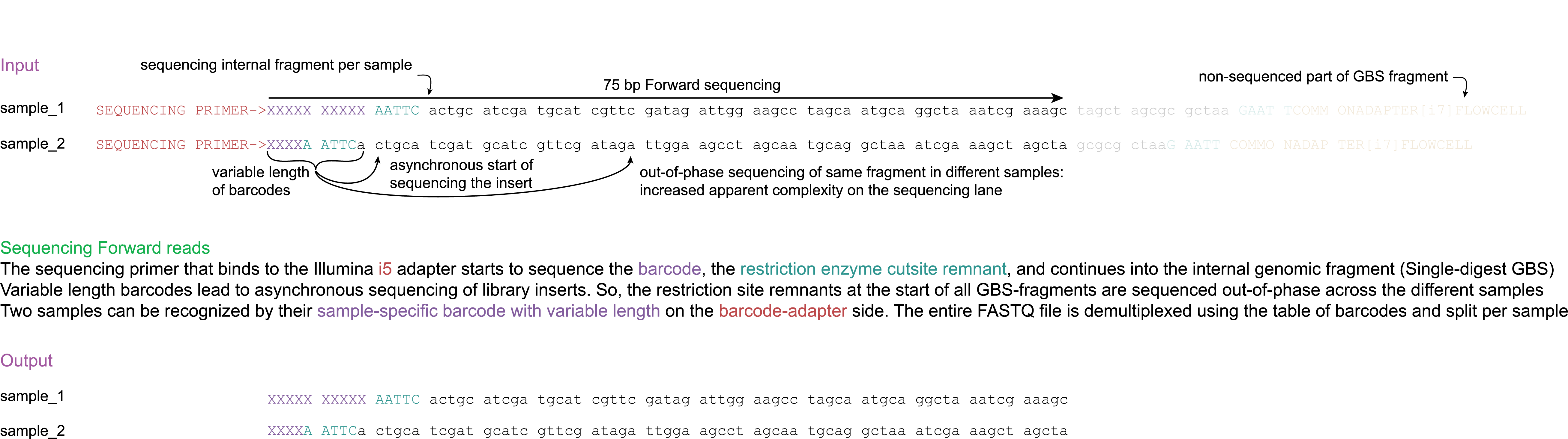 _images/E_sequencing_Forward_75bp.png