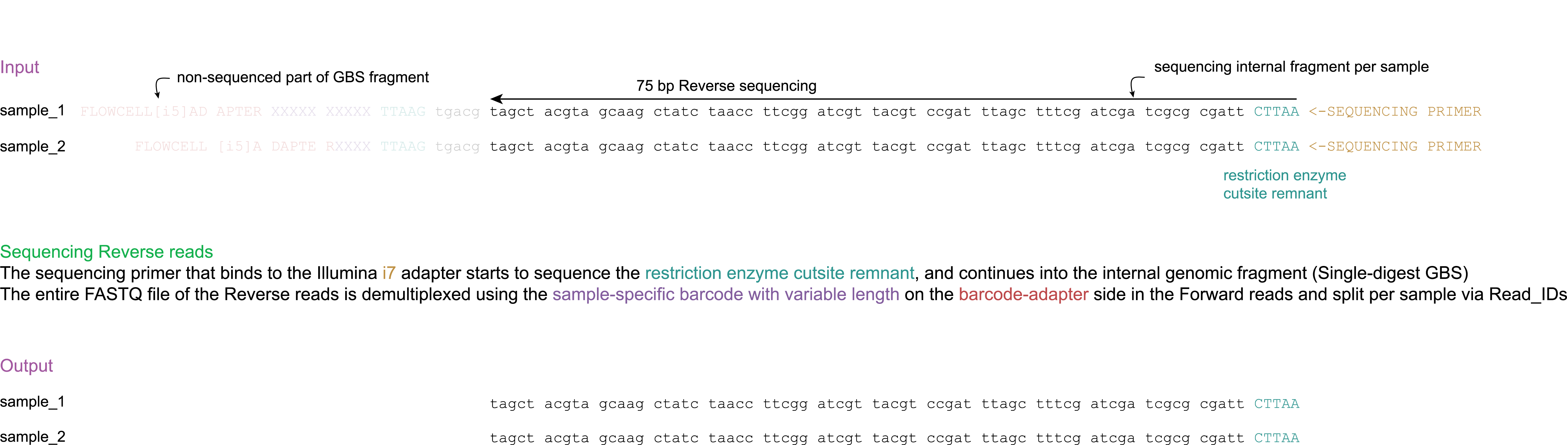 _images/E_sequencing_Reverse_75bp.png