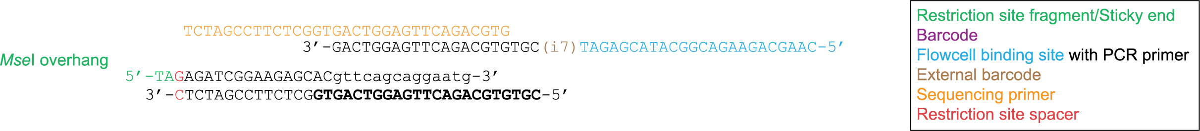 _images/MseI_res_site_spacer.png